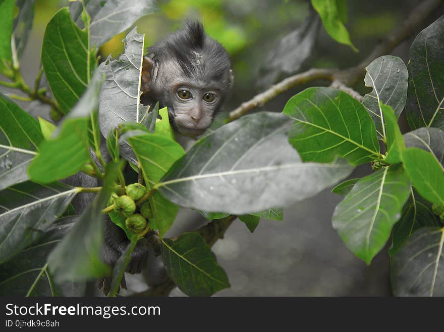 Black Primate Seeking Behind Green Leaf Tree