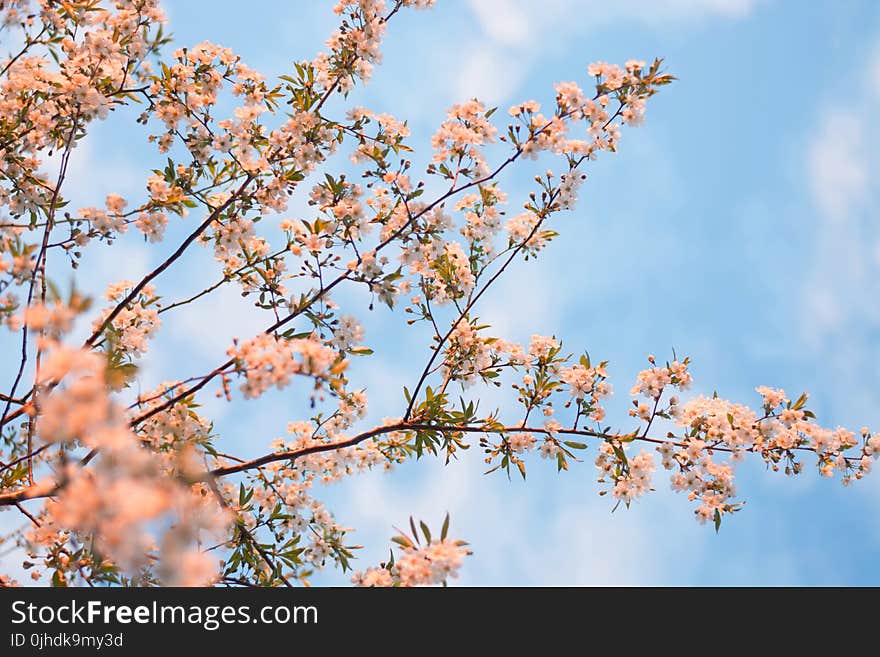 Flowering Tree