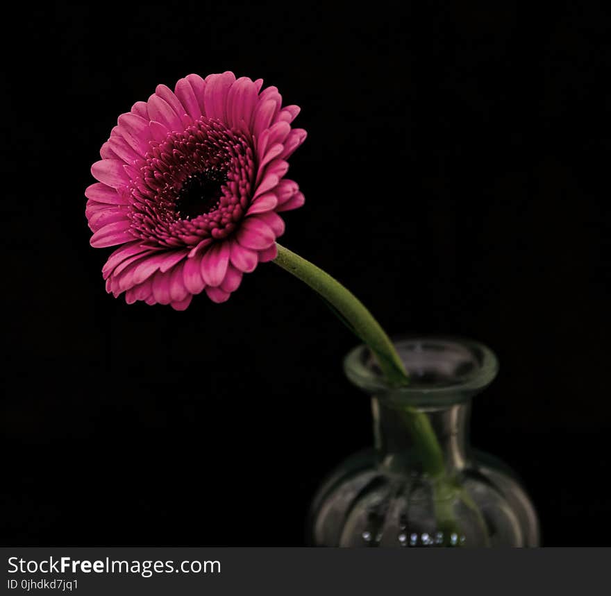 Selective Focus Photography of Pink Petaled Flower