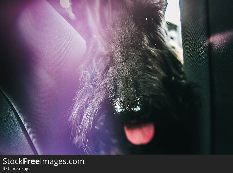 Black Scottish Terrier Close-up Photo