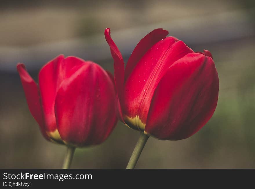 Shallow Focus Photography of Two Red Flowers