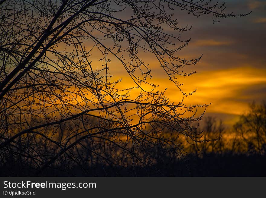 Silhouette Photo of Branches of Tree During Dusk