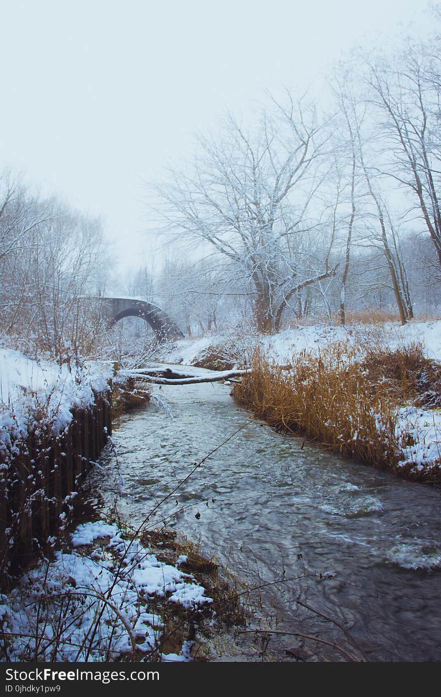 Snow Covered Trees And Grass