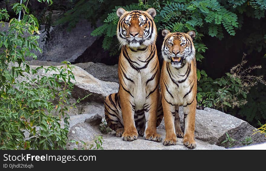 Two Orange Tigers Sitting Beside Each Other