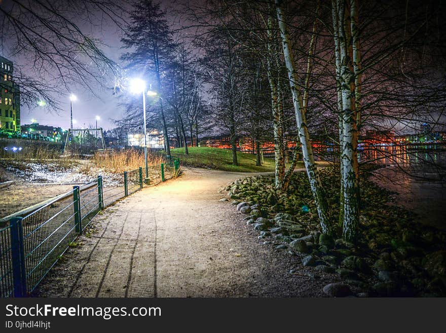 Trees At A Park