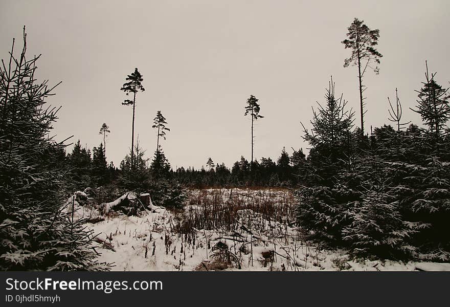 Snow-covered Trees and Land