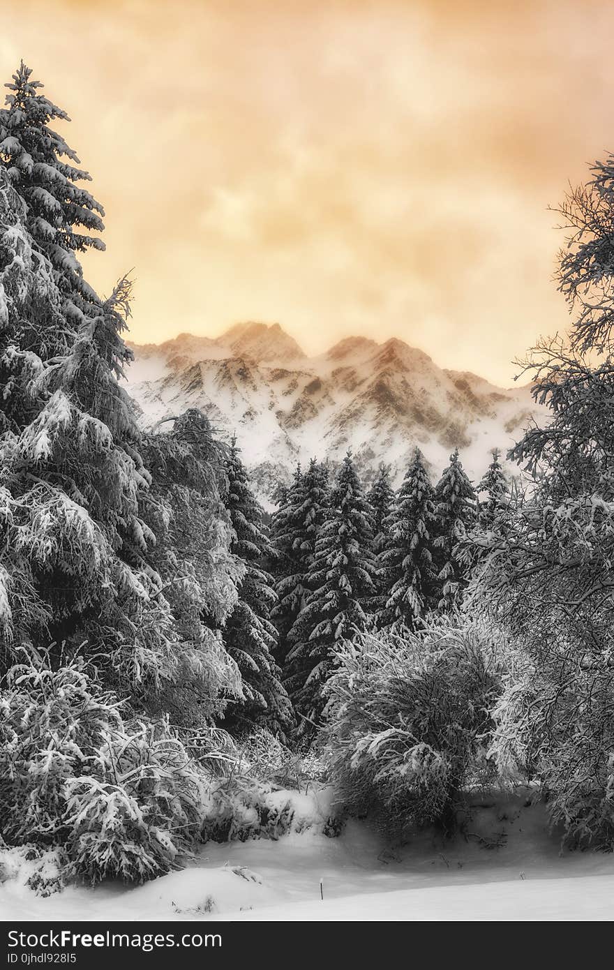 Trees And Mountain