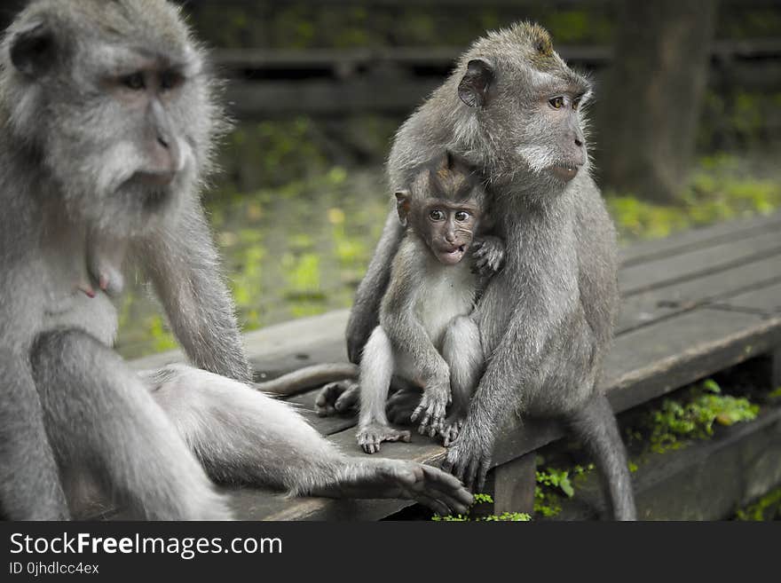 Grey Monkeys On Top Of Brown Table