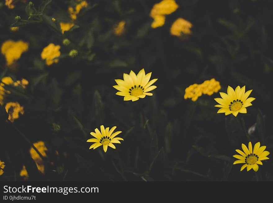 Yellow Petaled Flowers