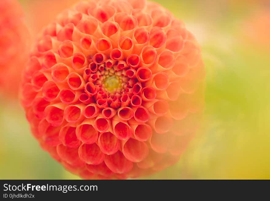 Close-Up Photography of Orange Dahlia Flower