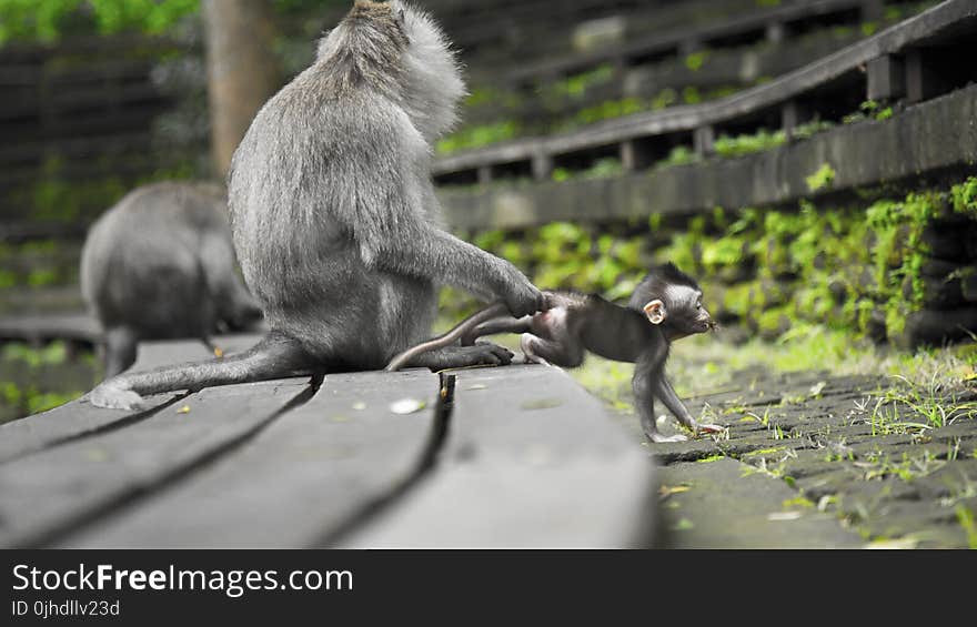 Gray Monkeys