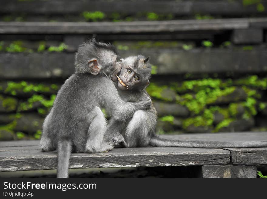 Two Gray Monkey on Black Chair