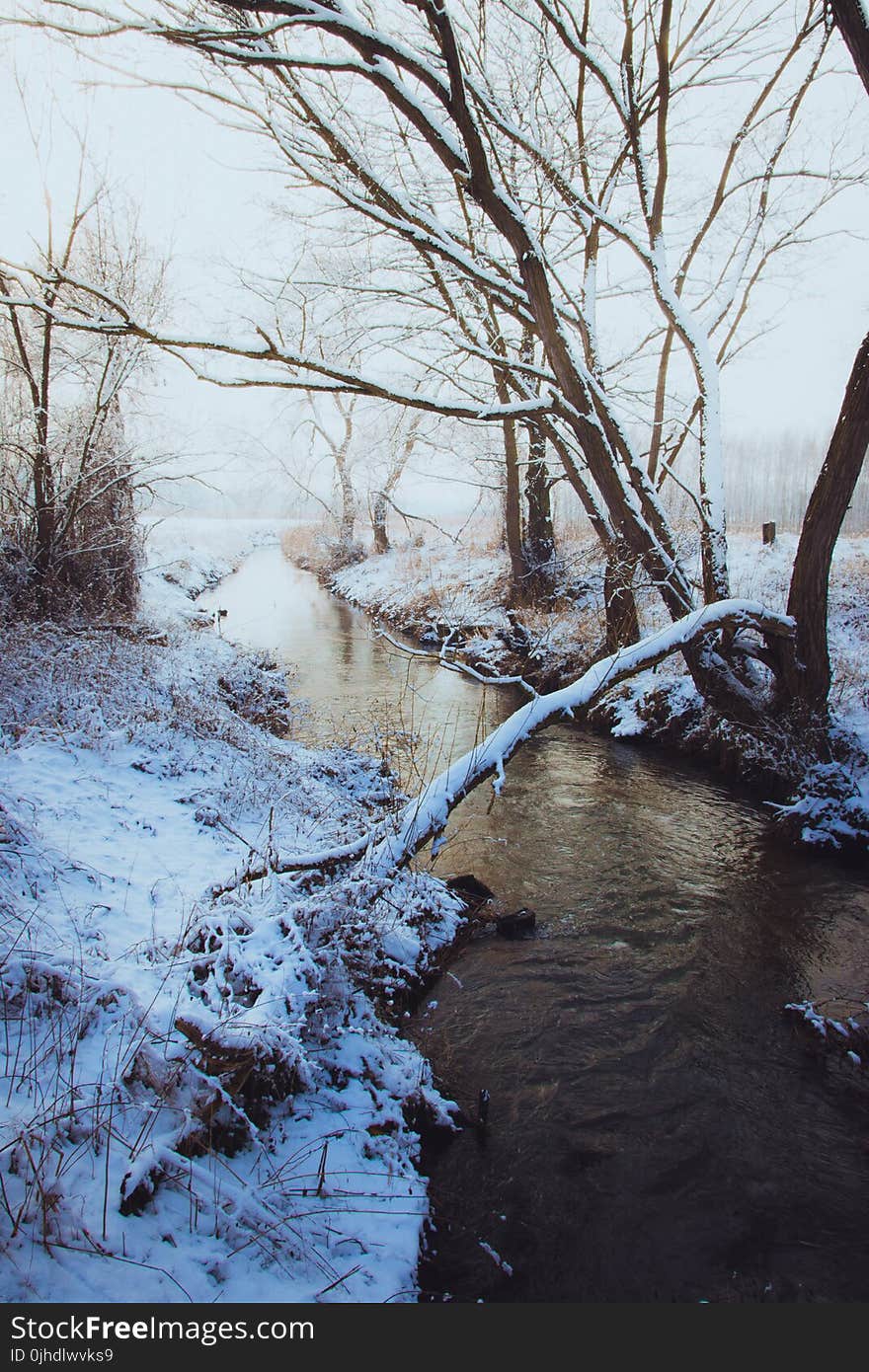 Brown Bare Tree Near River Covered in Snow