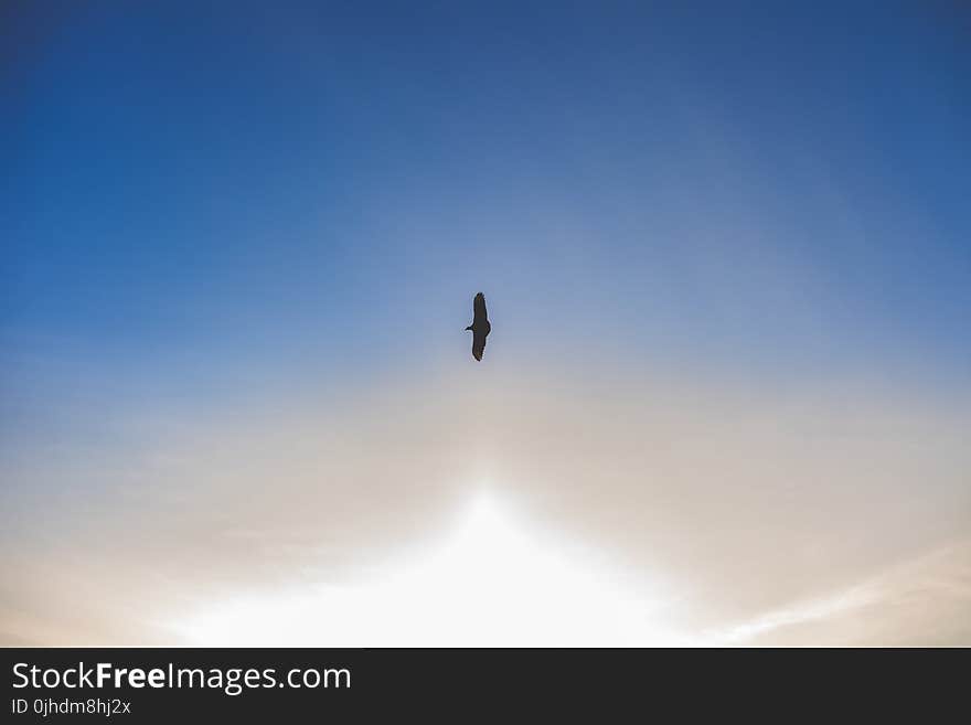 Silhouette Photo of Flying Bird