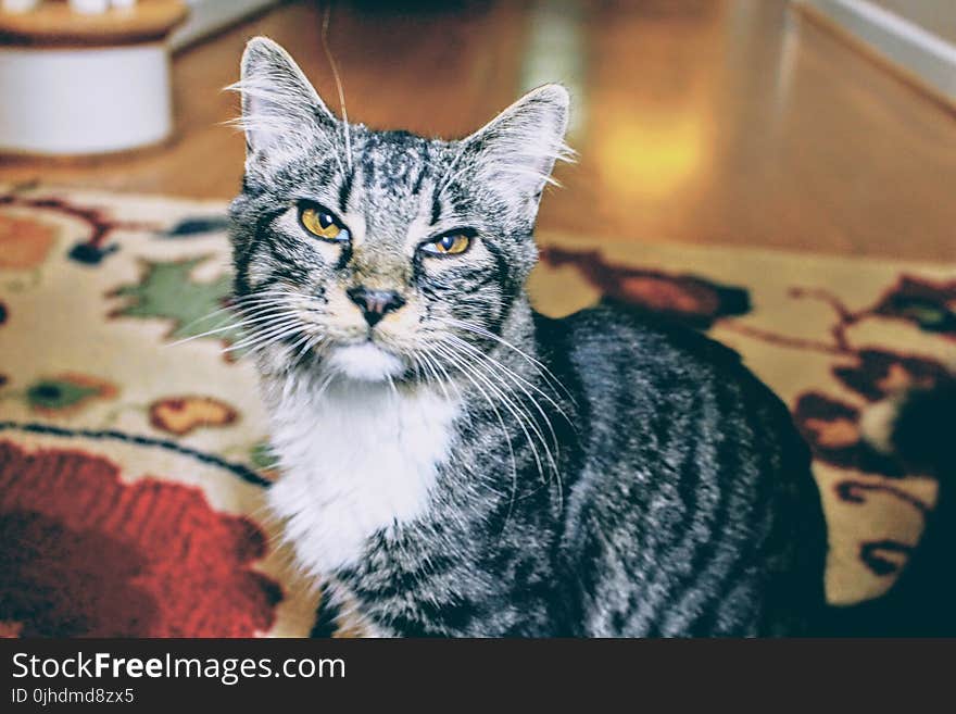 Depth of Field Photography of White and Brown Aegean Cat on Area Rug