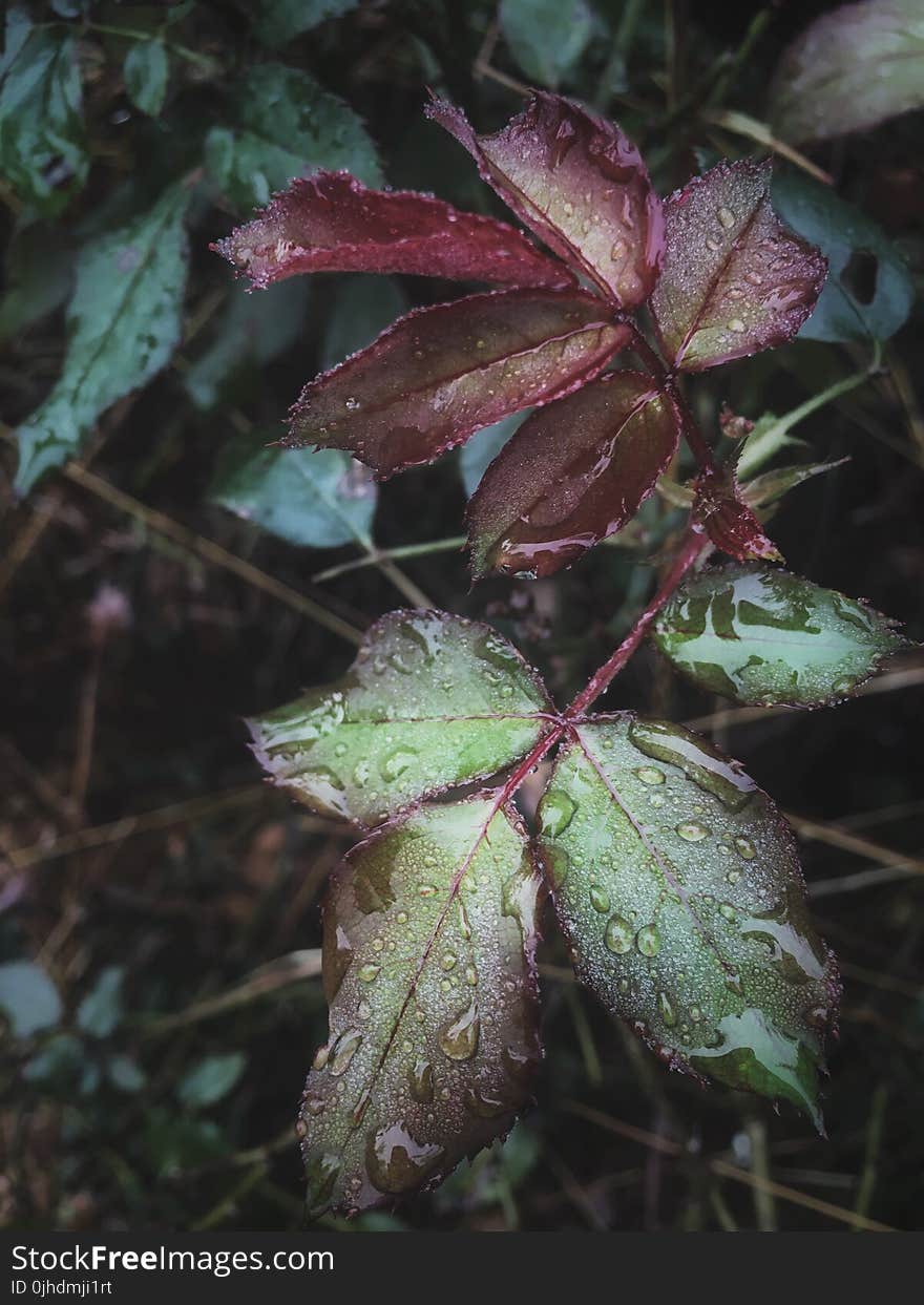 Water Dew on Green and Purple Leaf Plants