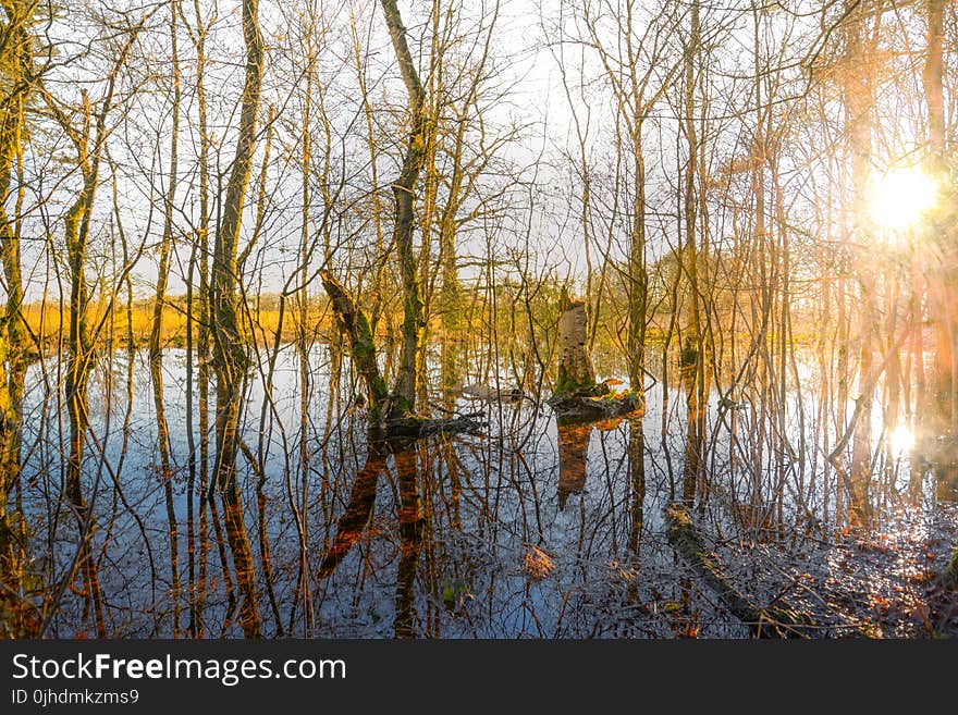 Trees In The Middle Of Body Of Water