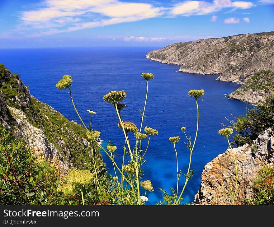 Yellow Chrysanthemums Overlooking Sea View With Mountains