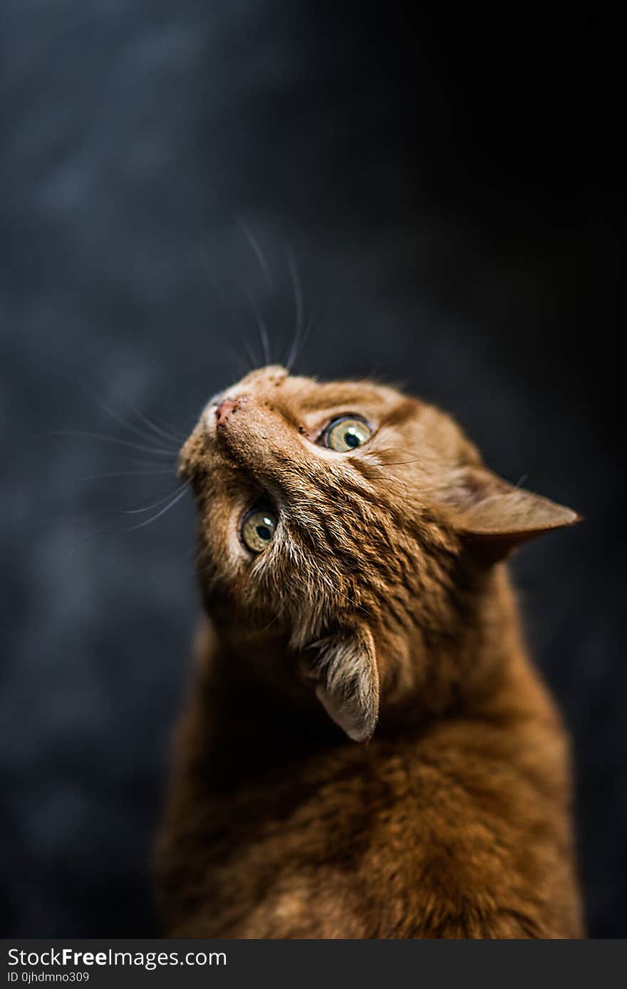 Selective Focus Photography Of Cat