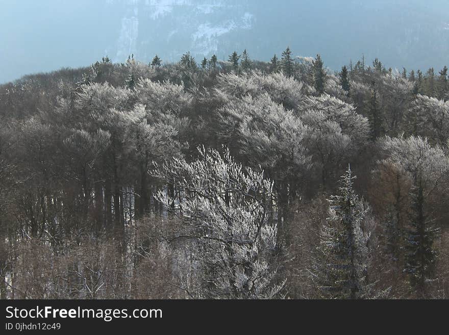 Gray and Green Forest