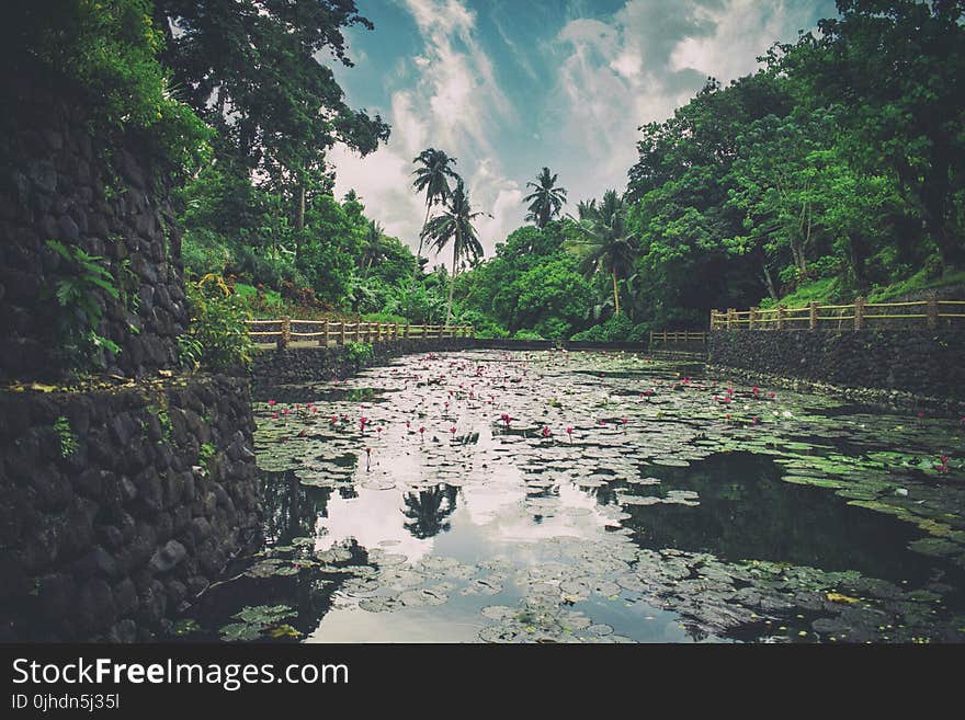 Body of Water Surrounded by Trees