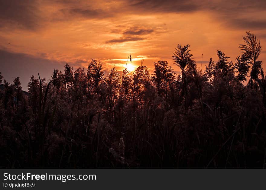 Silhouette Photo of Trees Under Sunset during Golden Hour