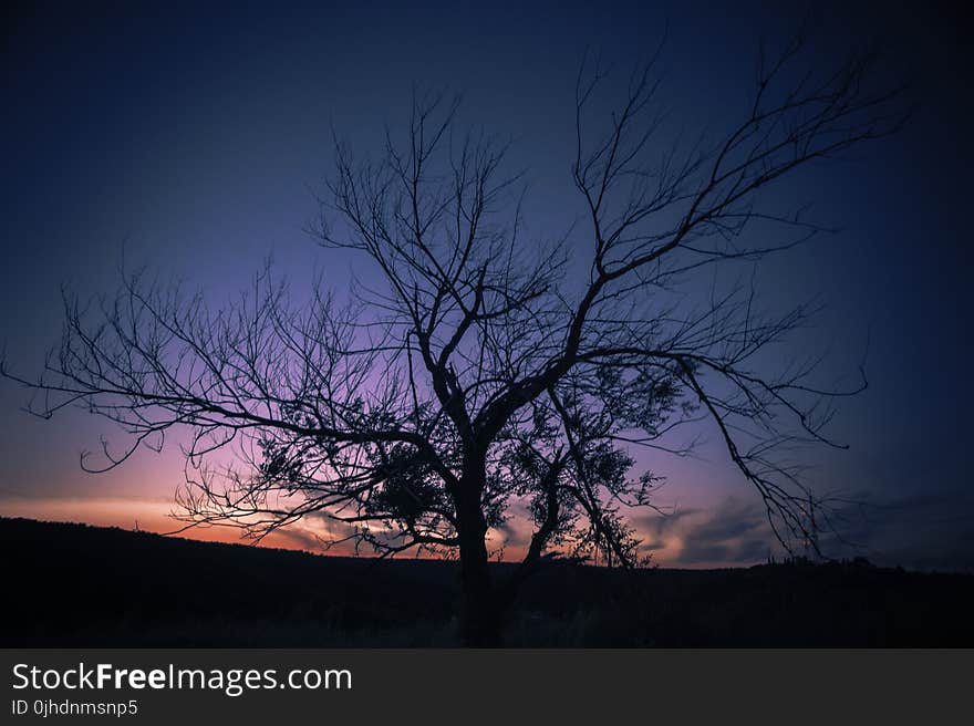 Photo of Autumn Tree during Sunset