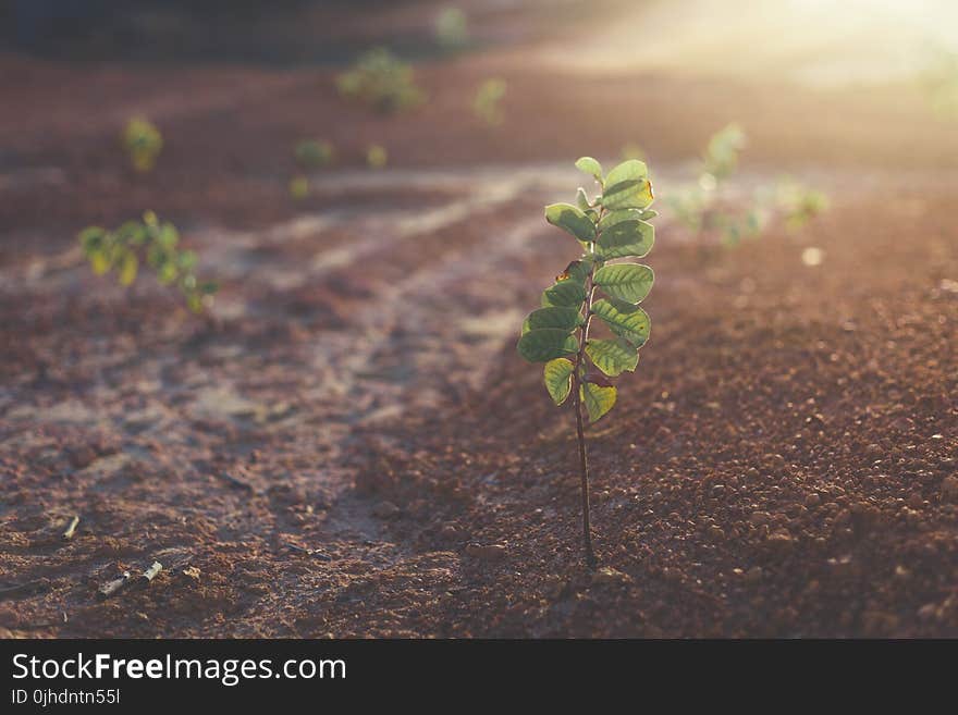 Shallow Focus Photo of Green Potted Plant