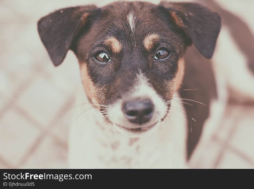 Close-Up Photography of a Dog