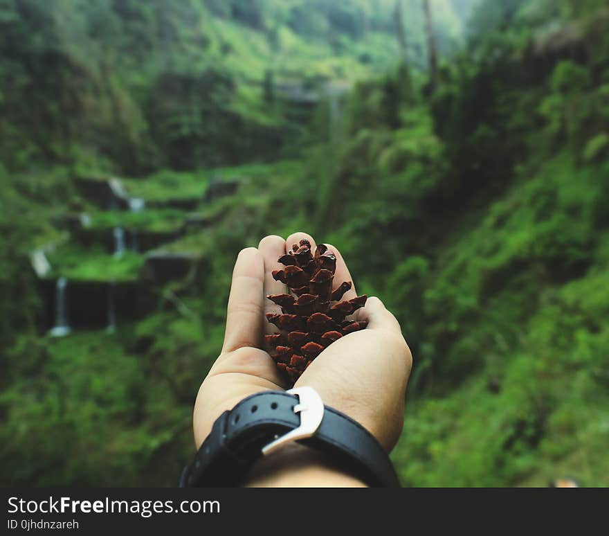 Macro Shot of Person Holding Pinecone