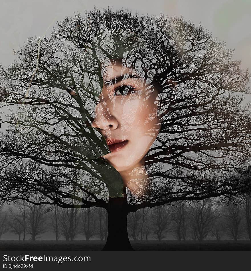 Woman&#x27;s Face With Bare Tree Artwork