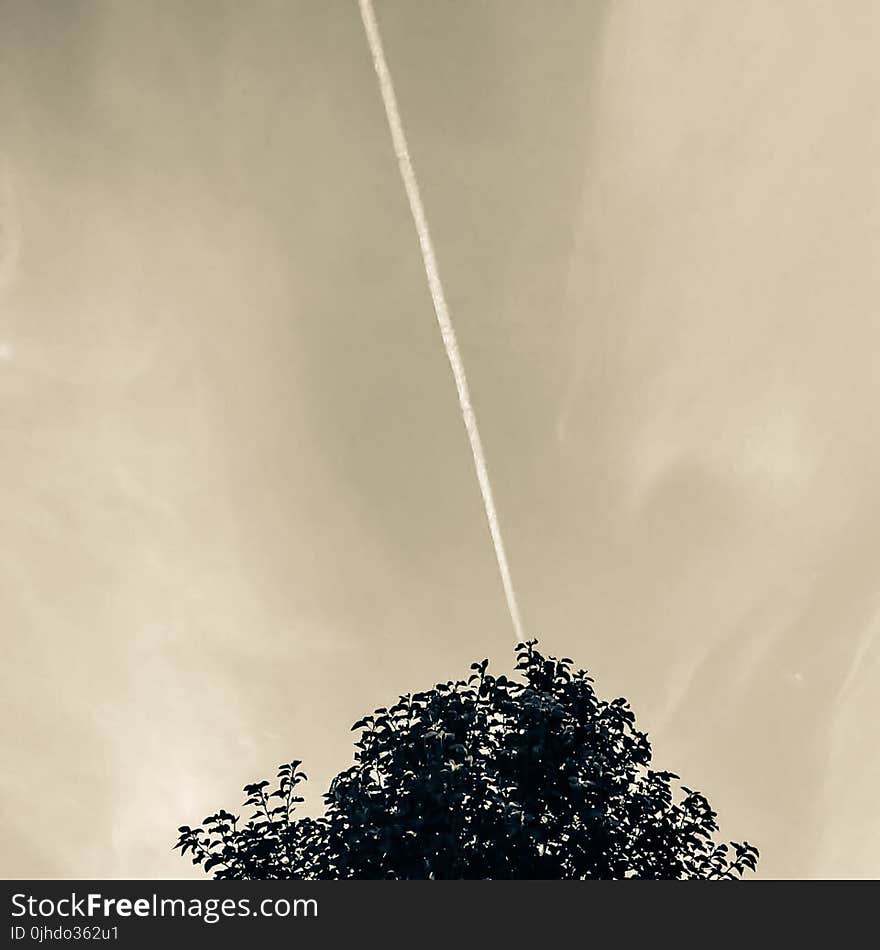 Green Leaf Tree Under Cloudy Sky