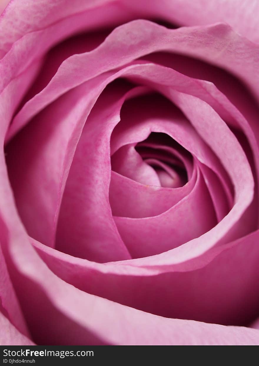 Closeup Photography of Pink Rose Flower