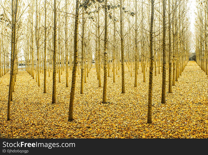 Photo of Yellow Tree Stems