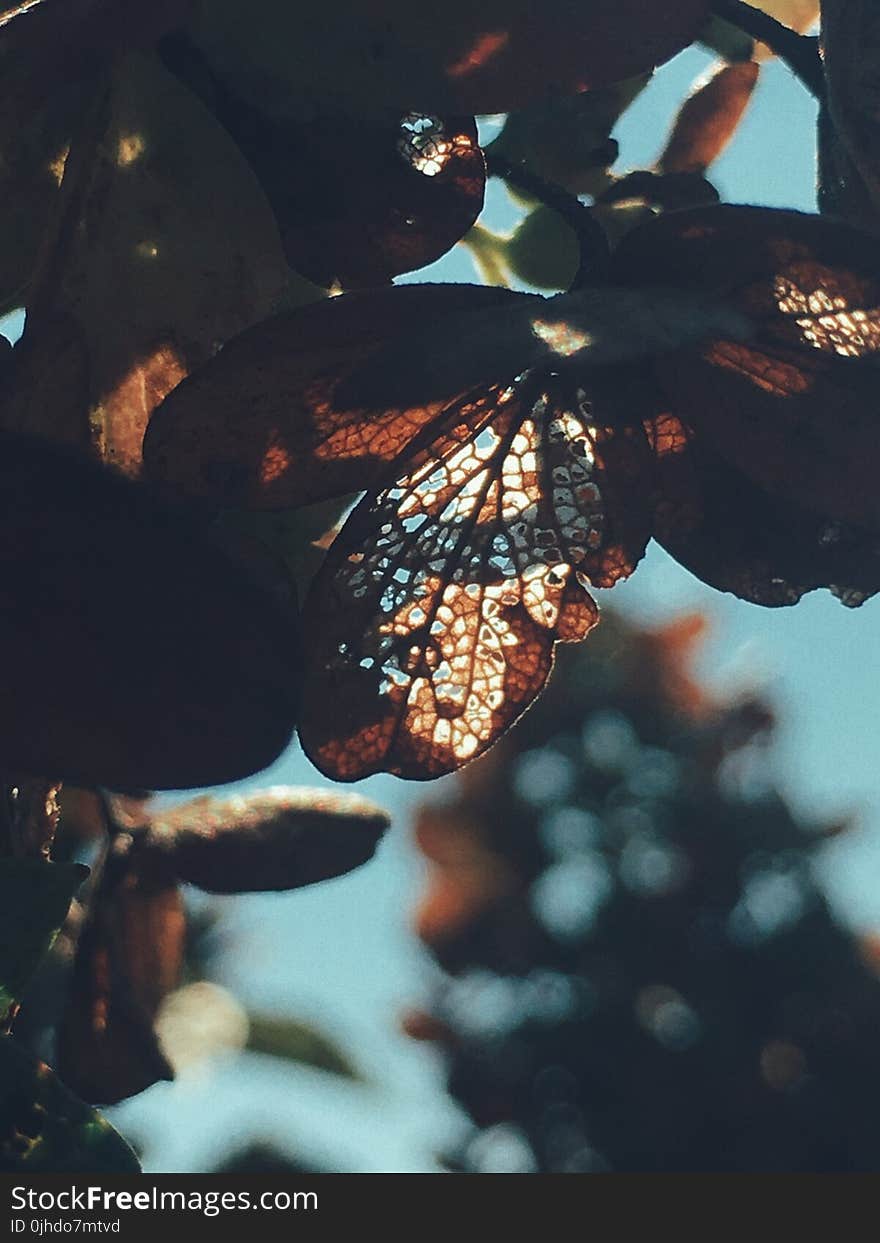 Close Up Photo Of Dry Leaves