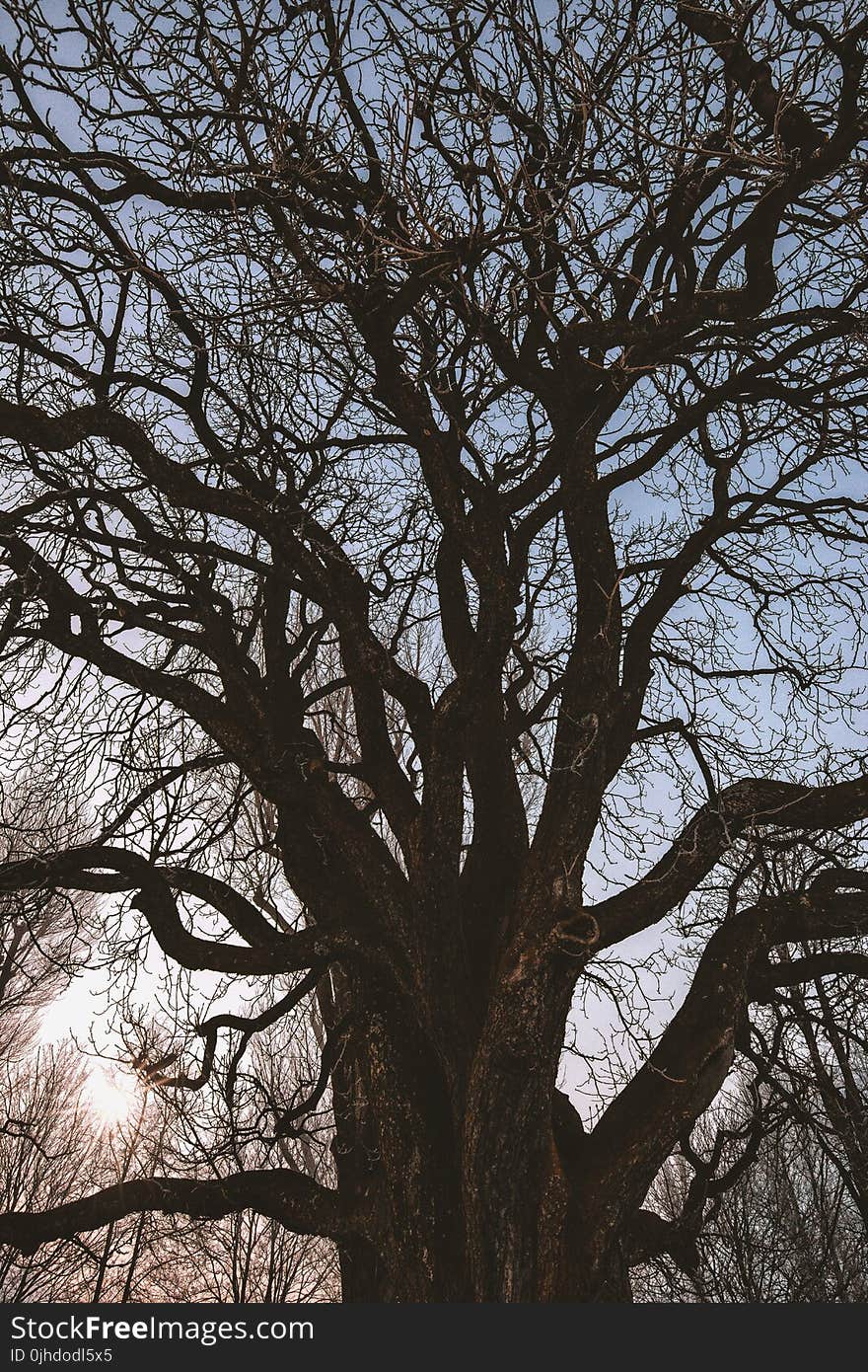 Black Leafless Tree