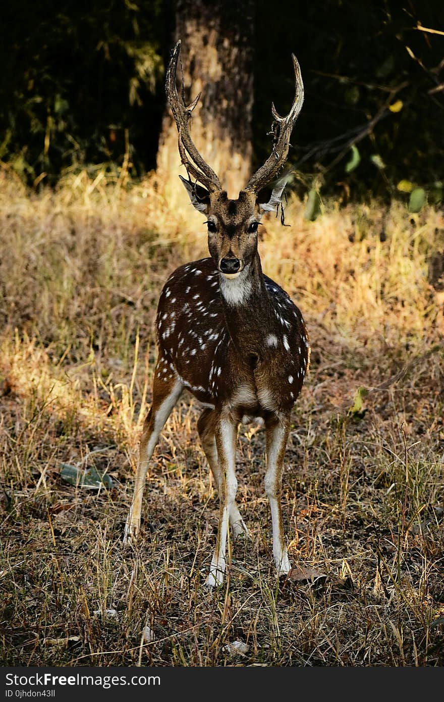 Photography of Deer on Grass