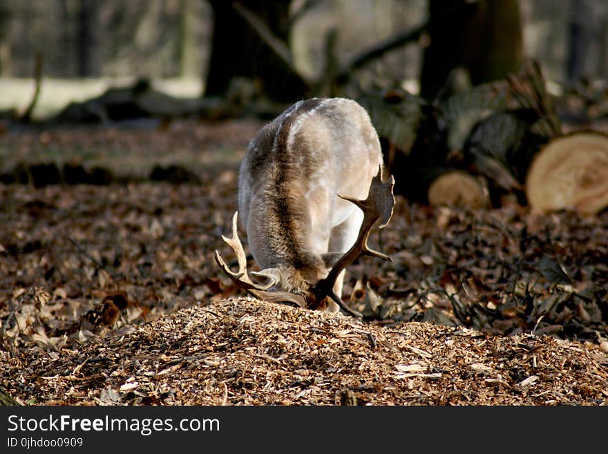 Selective Photography of Gray Moose