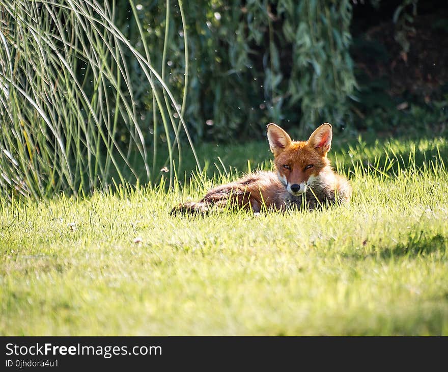 Photography of a Fox Lying on Grass