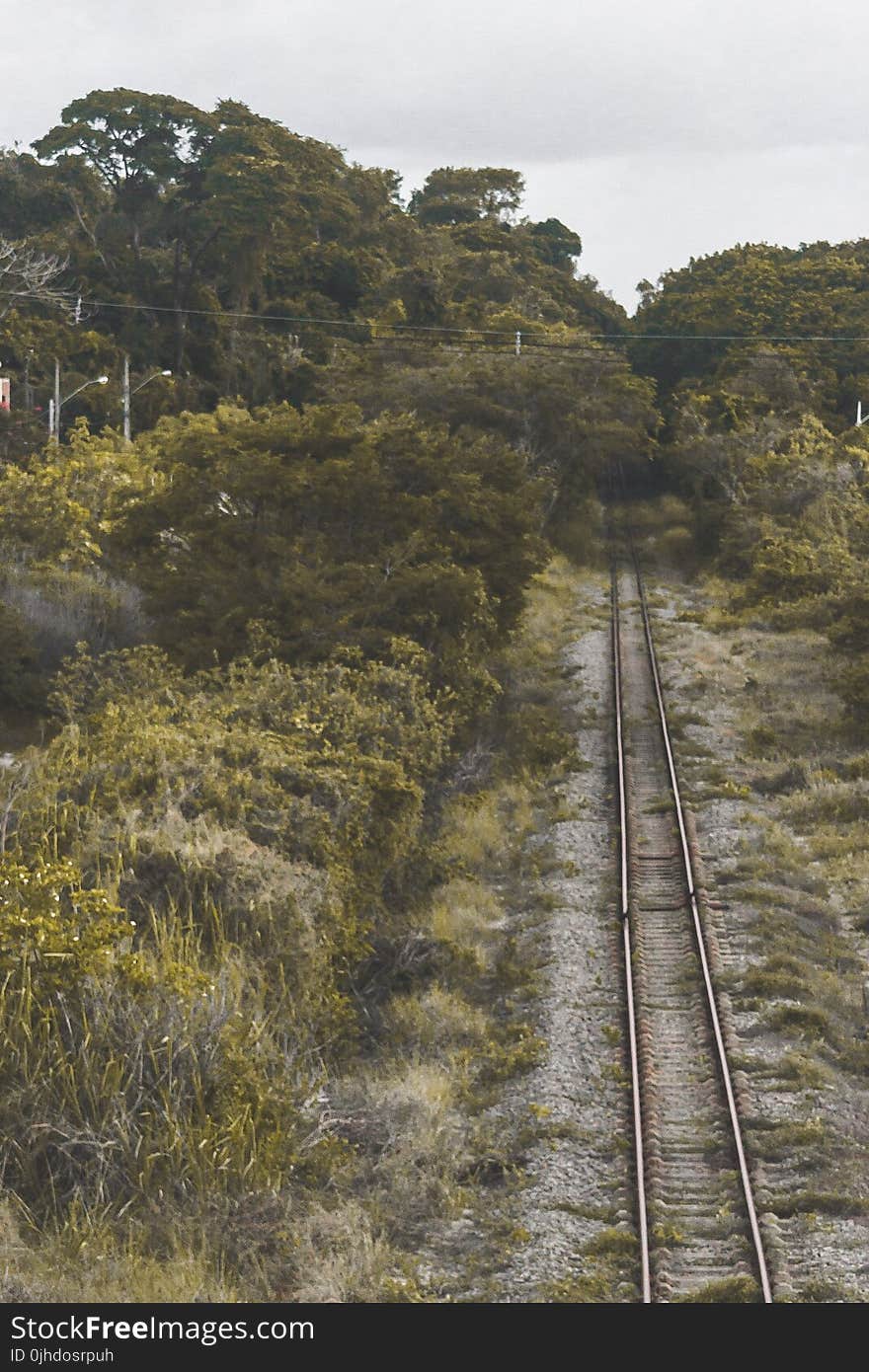 Close Up Photo of Train Railings in Between Trees