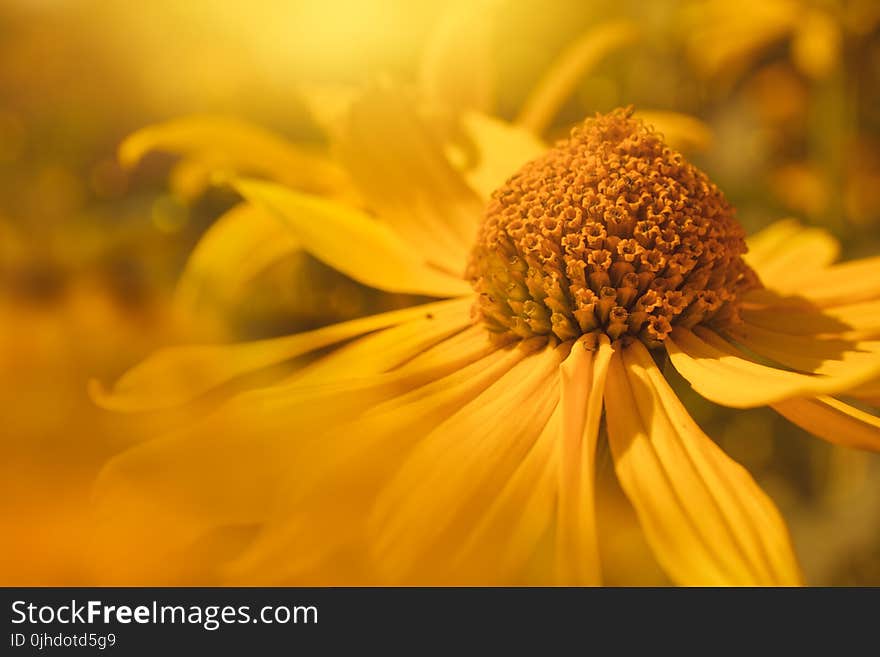 Shallow Focus Photography of Yellow Daisy