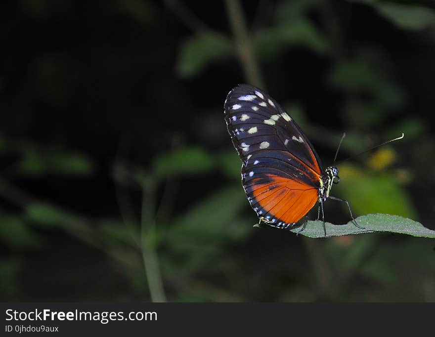 Black and Orange Butterfly Photo