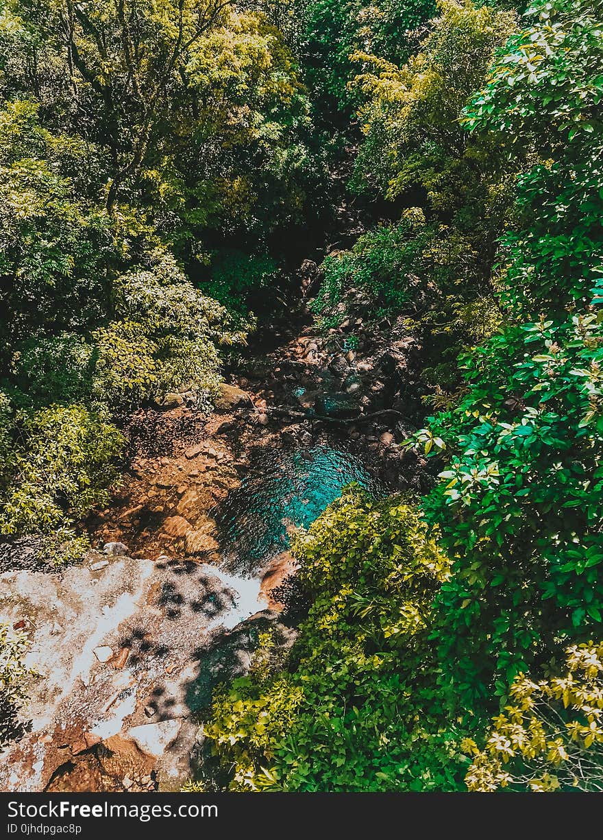 Pond Surrounded by Trees