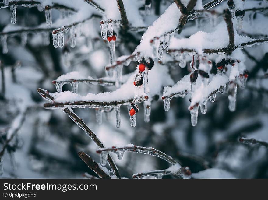 Ice on the Tree Branch