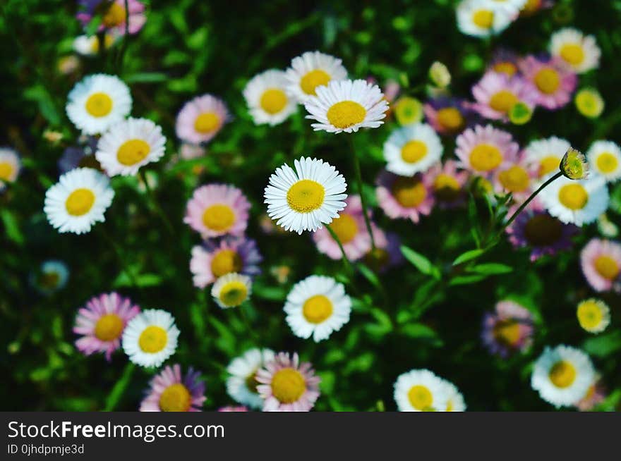 White And Yellow Flower