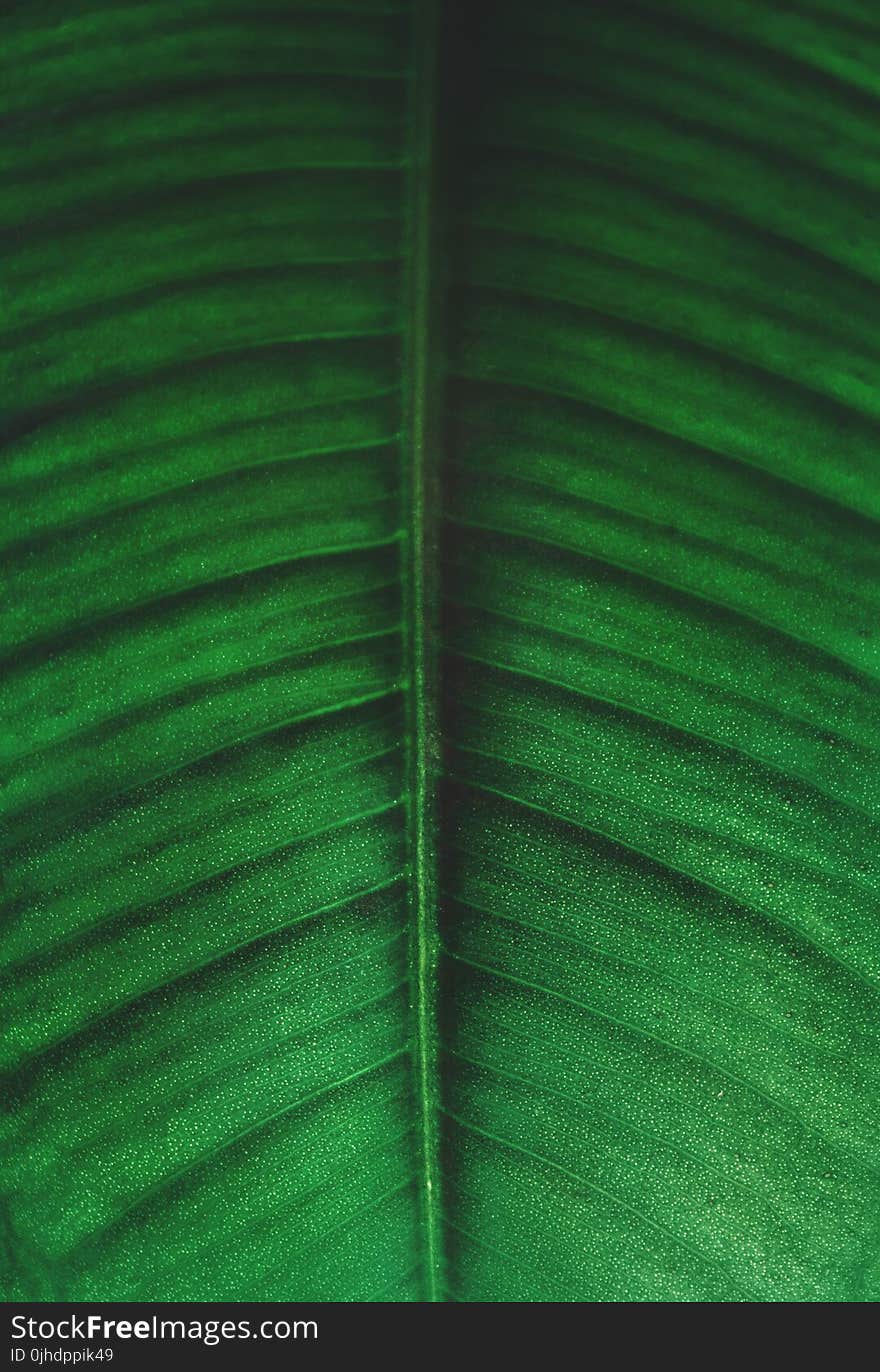 Green and Black Leaf Photo