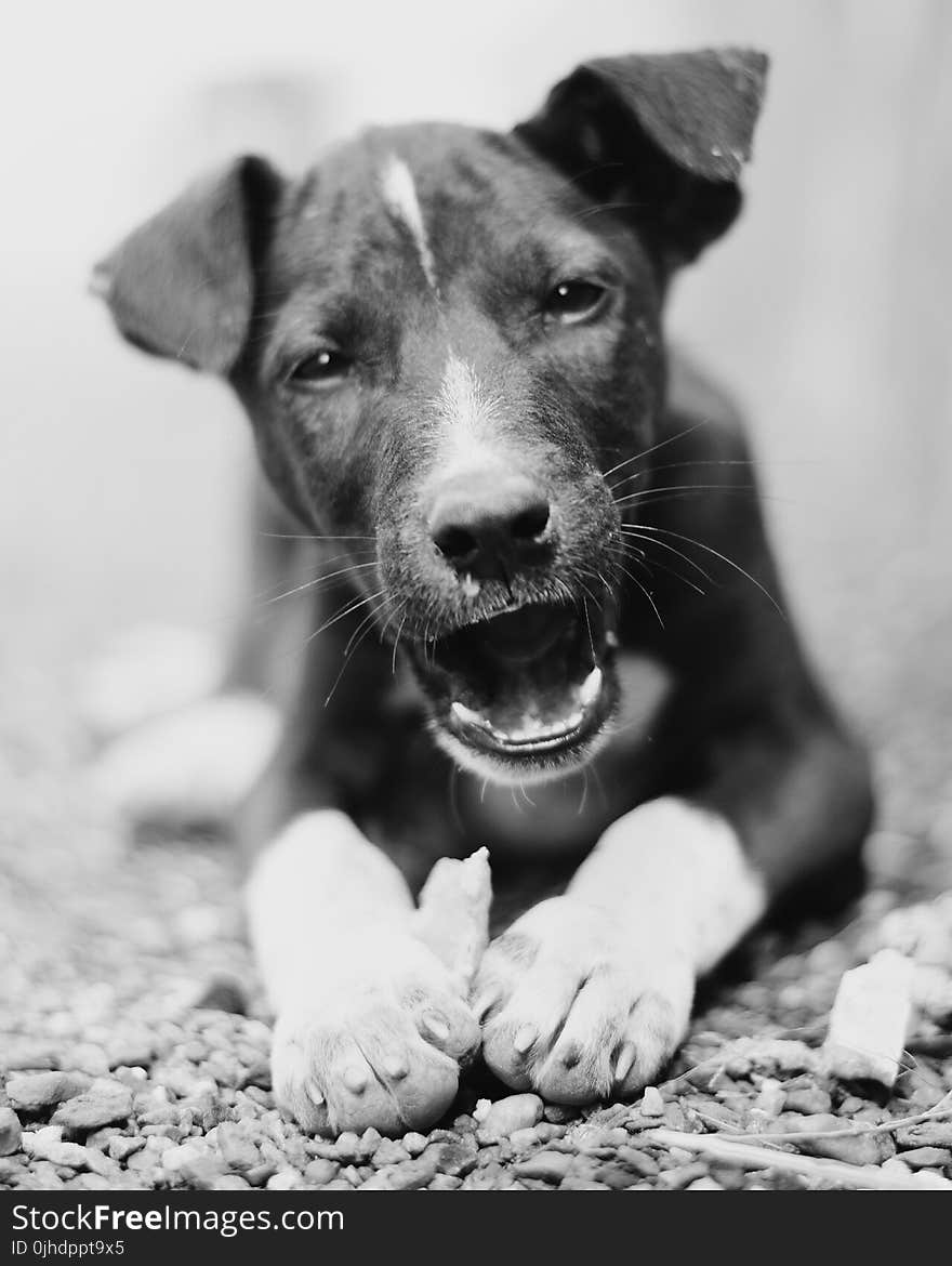 Monochrome Photography of a Dog