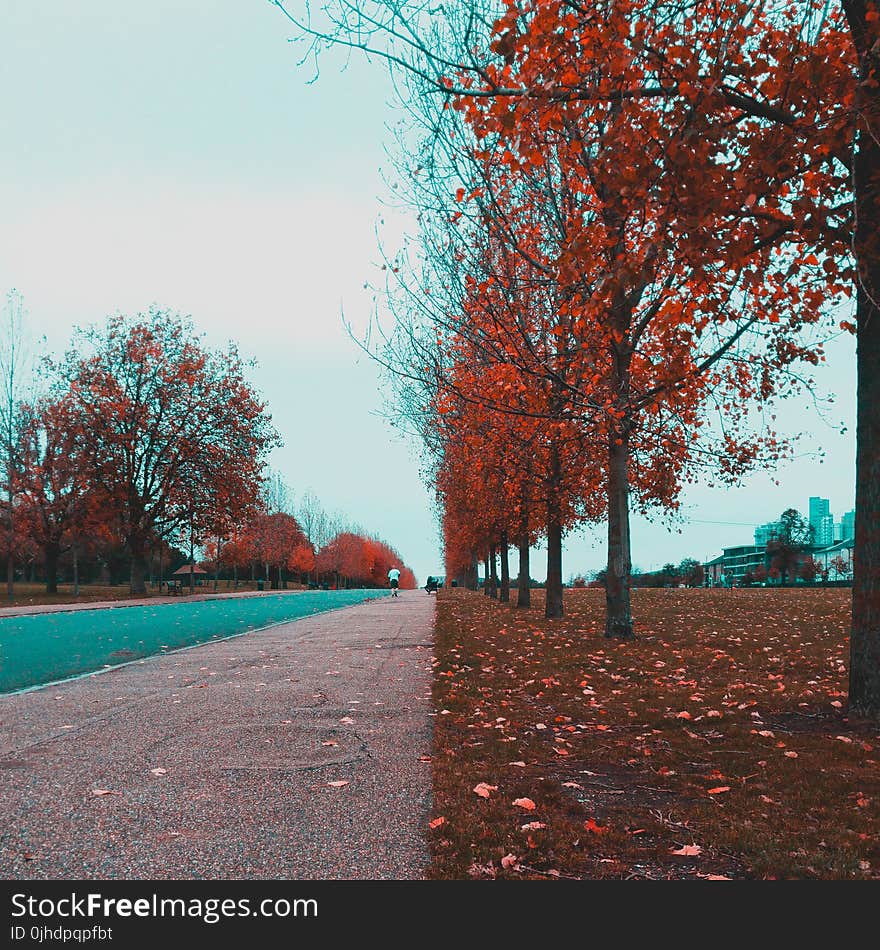 Pathway Between Red Leaf Trees