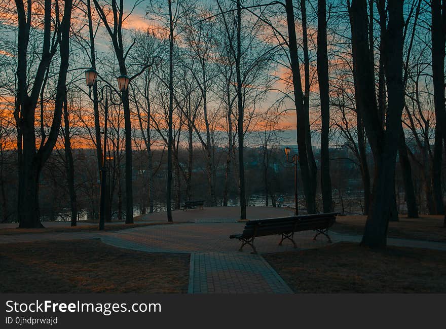 Gray Forest at Sunrise