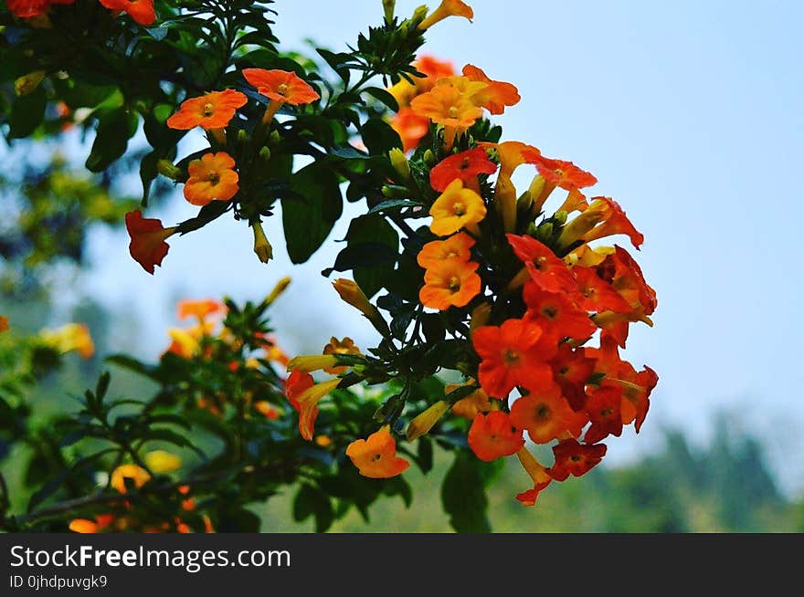 Orange Flowers